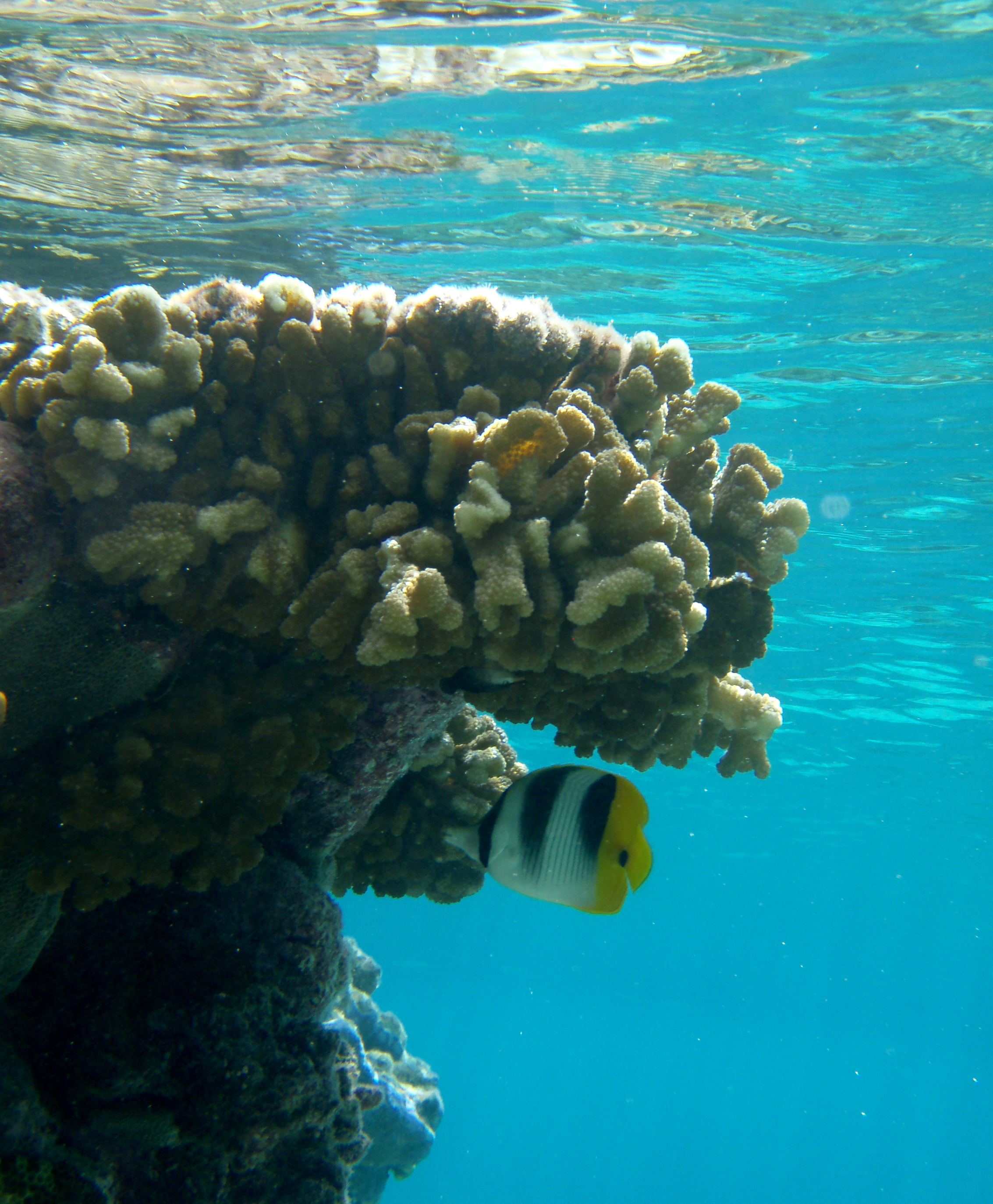 DoubleSaddleButterflyfish DoubleSaddleButterflyfish