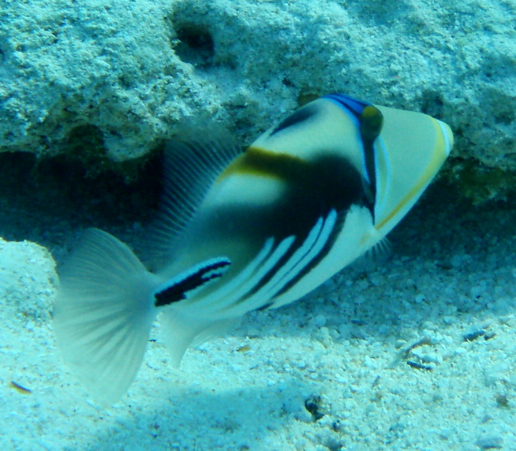 PicassoTriggerfish PicassoTriggerfish