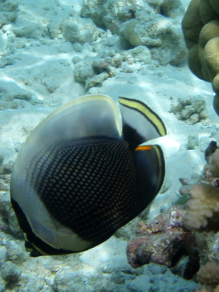 ReticulatedButterflyfish1 ReticulatedButterflyfish1