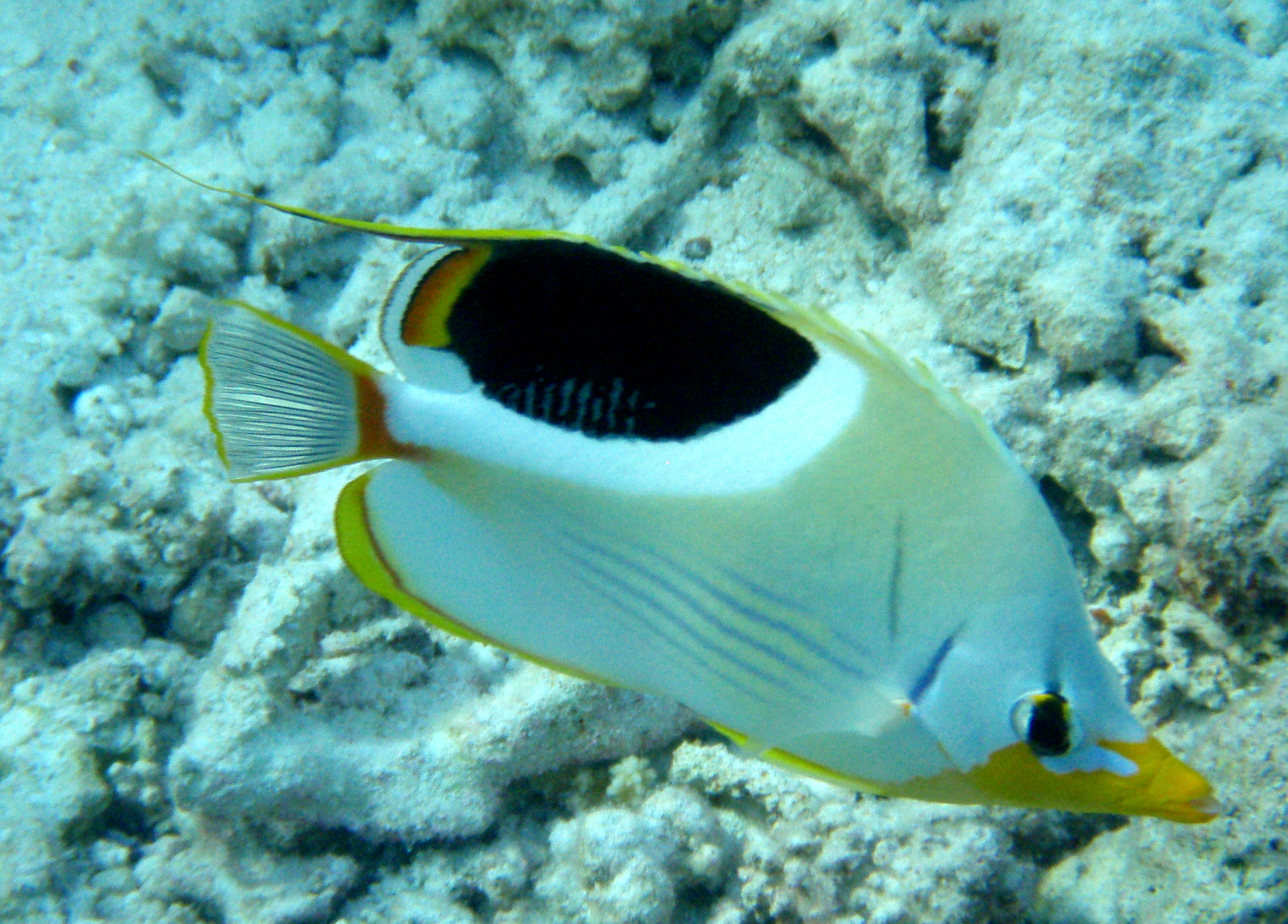 SaddledButterflyfish SaddledButterflyfish