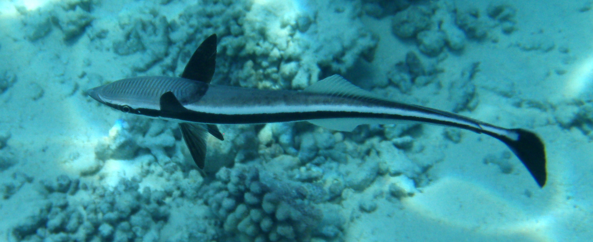 Sharksucker Sharksucker