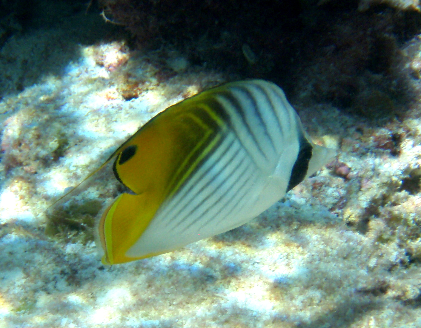 ThreadfinButterflyfish ThreadfinButterflyfish