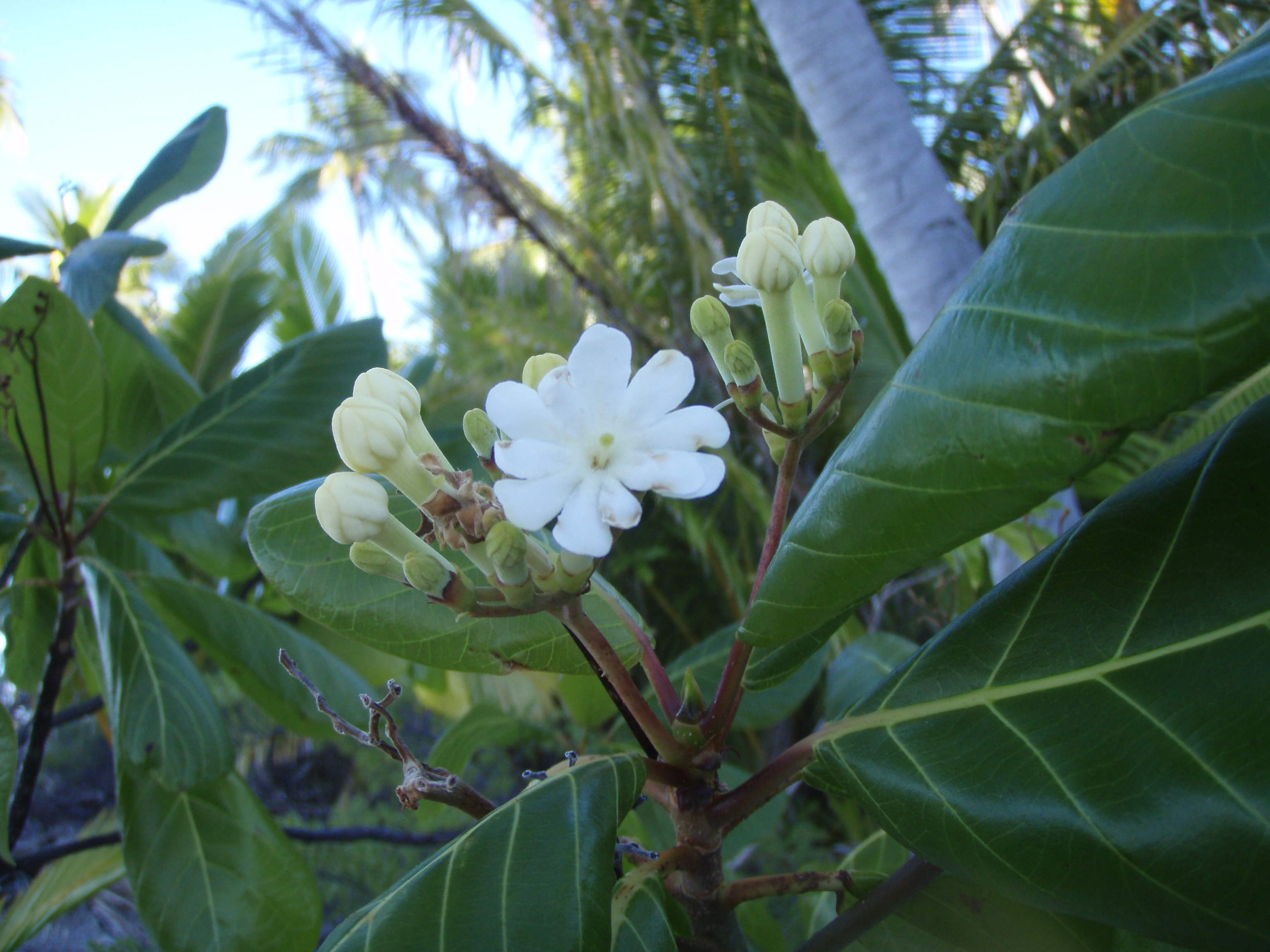 Thursday 007 Thursday 007