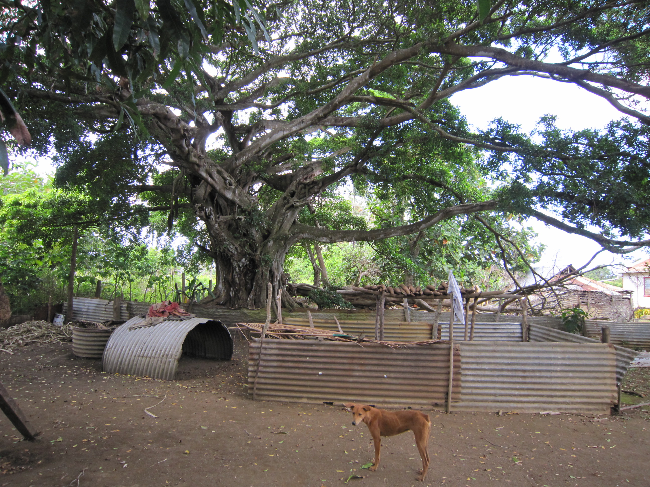 Lofanga 125 Lofanga 125