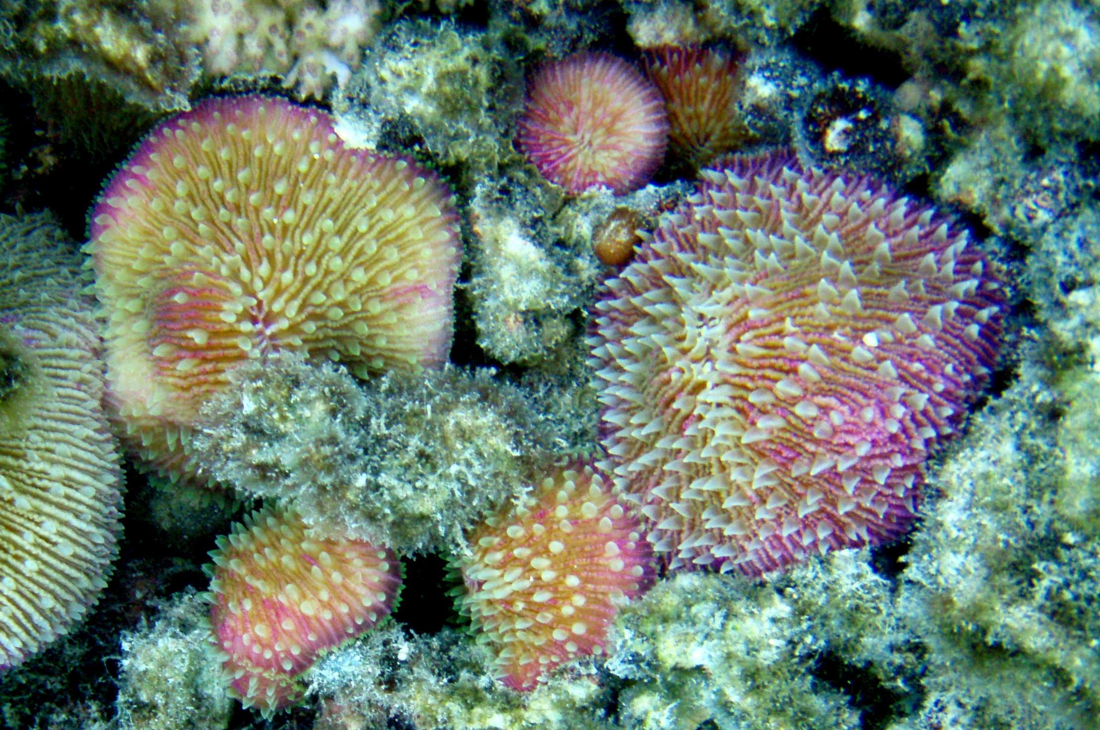 A Few Marshallese Reef Dwellers